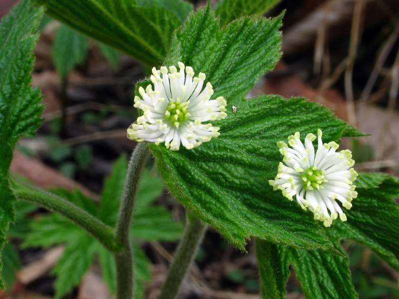 goldenseal-goldenseal