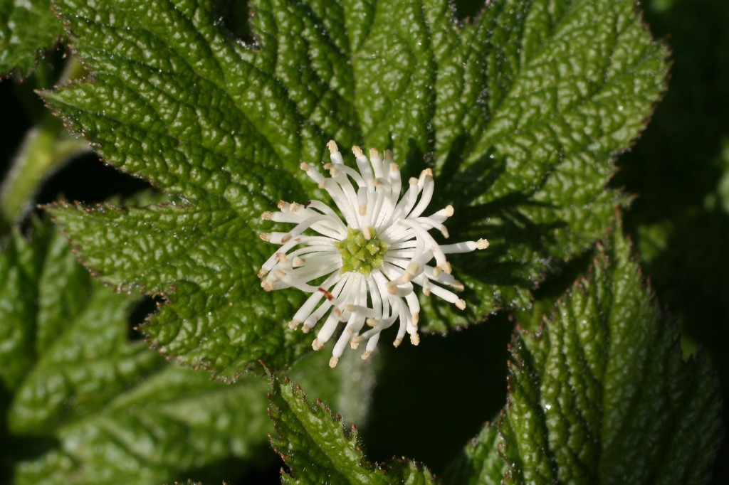 goldenseal