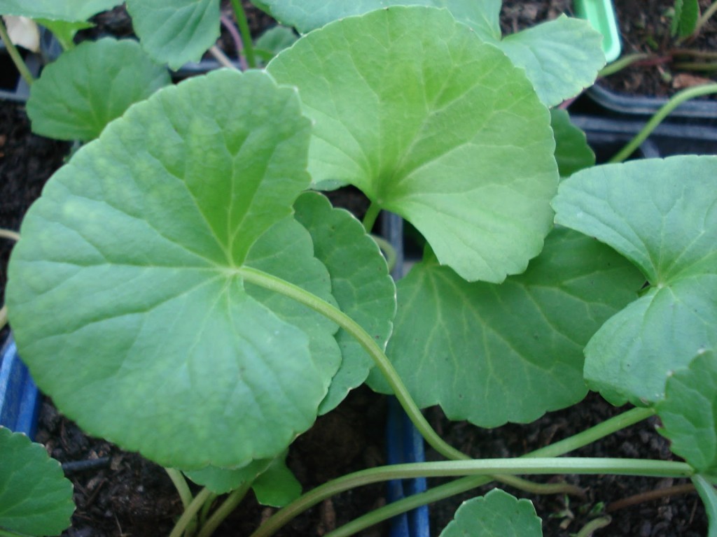 Gotu Kola