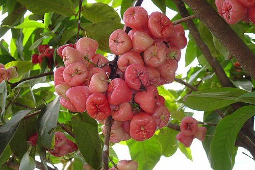 Benefícios do Jambo Rosa para saúde