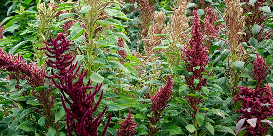 Benefícios da Quinoa