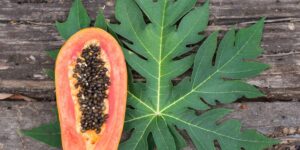 Beneficios do Suco de Folhas de Mamao Papaia
