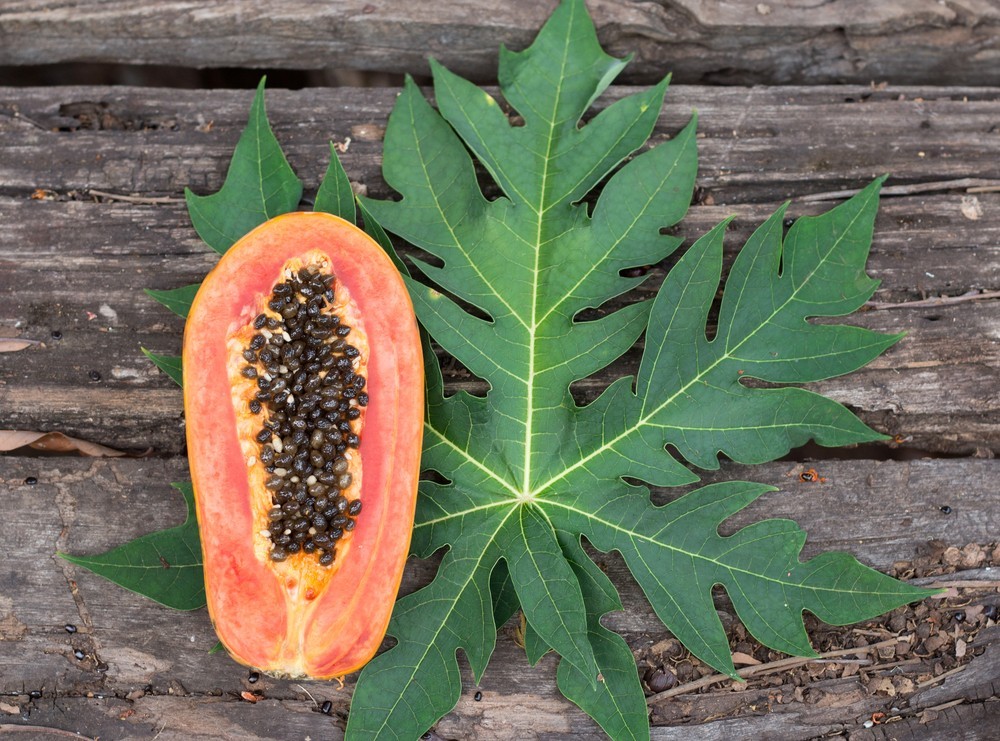 Beneficios do Suco de Folhas de Mamao Papaia