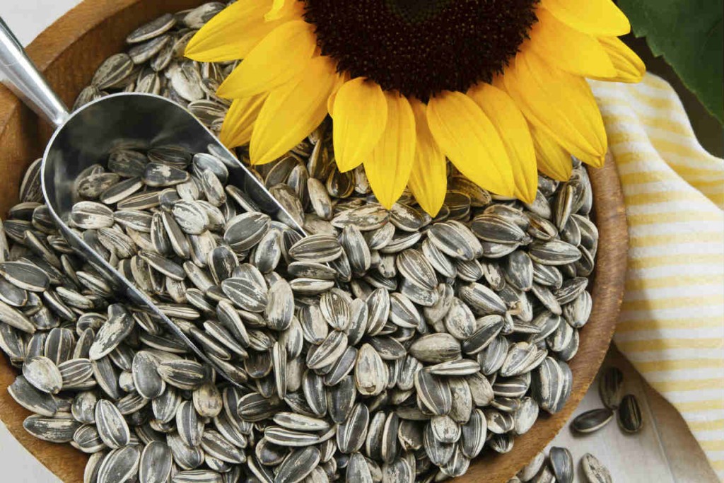 benefícios da semente de girassol