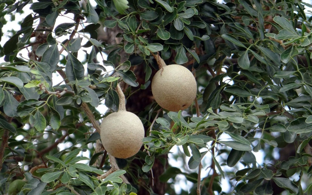 suco de limonia