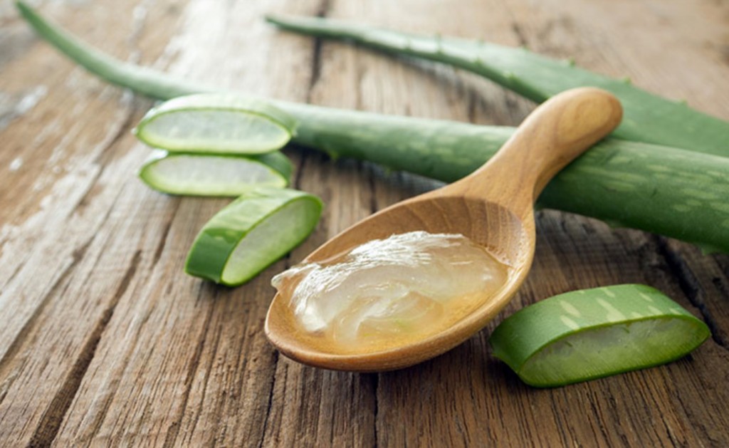 Aloe Vera 1