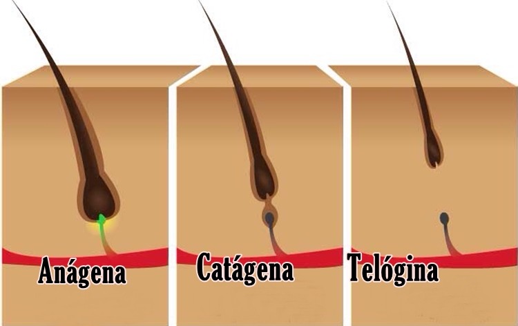 Fases do Ciclo de Crescimento do Cabelo