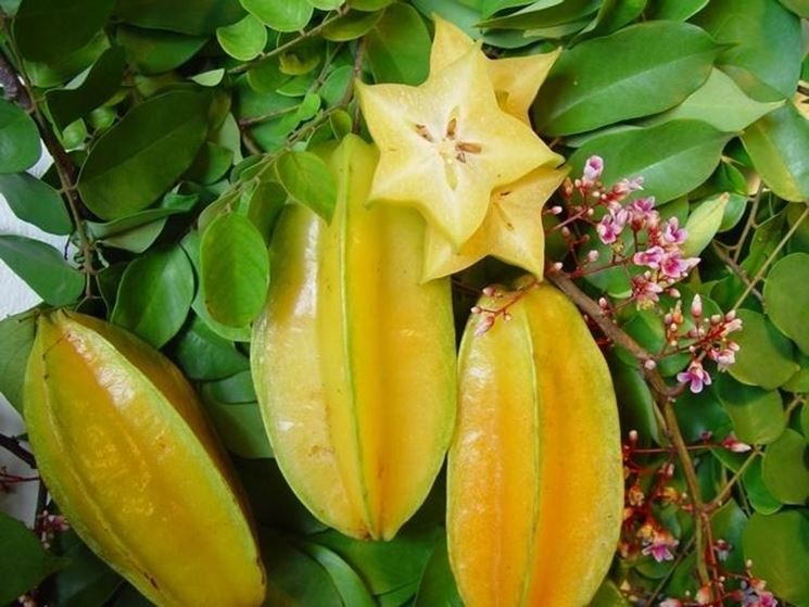 carambola semente