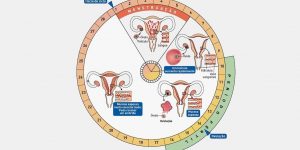 O Que é um Ciclo Menstrual Normal