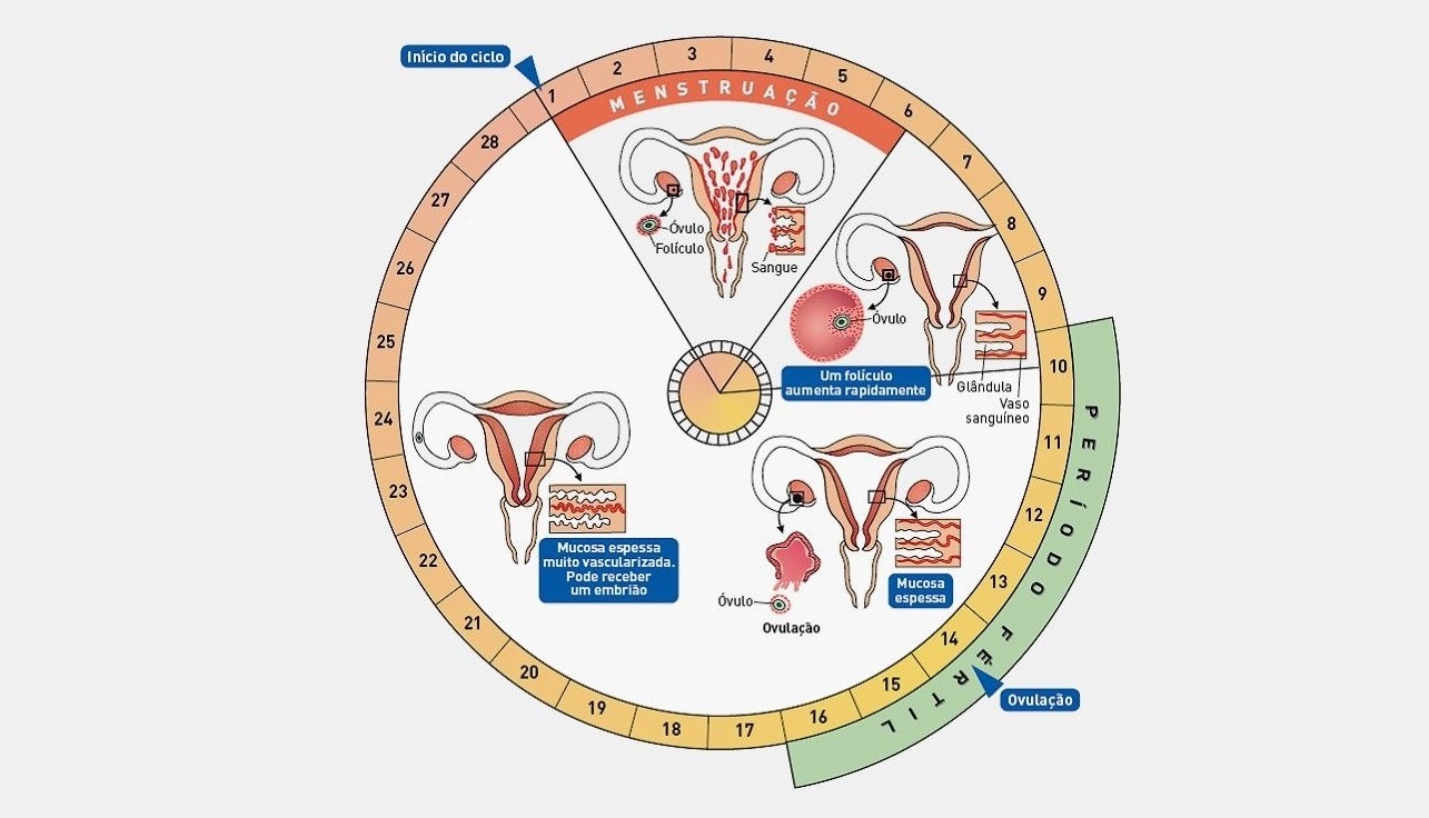 O Que é um Ciclo Menstrual Normal