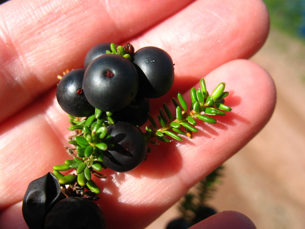 Benefícios do Empetrum Negro para saúde