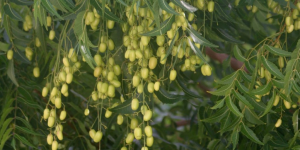 Benefícios do Neem