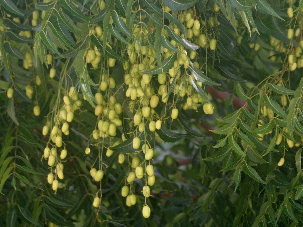 Benefícios do Neem