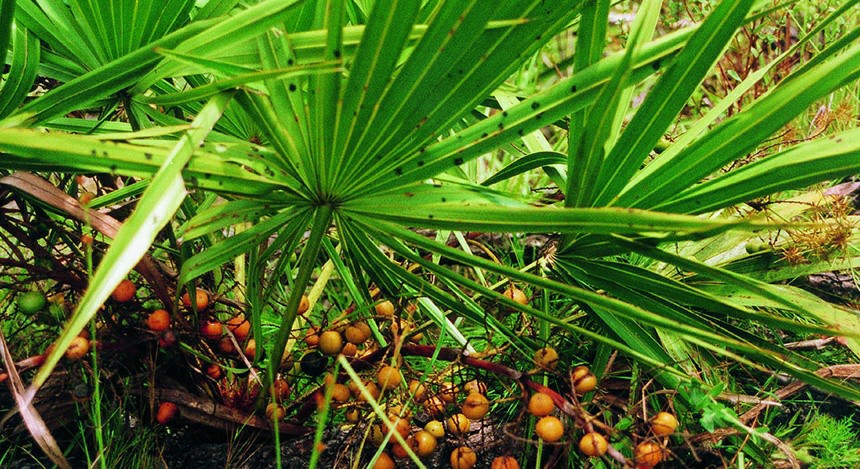 Saw Palmetto Para Combater a Perda de-Cabelo