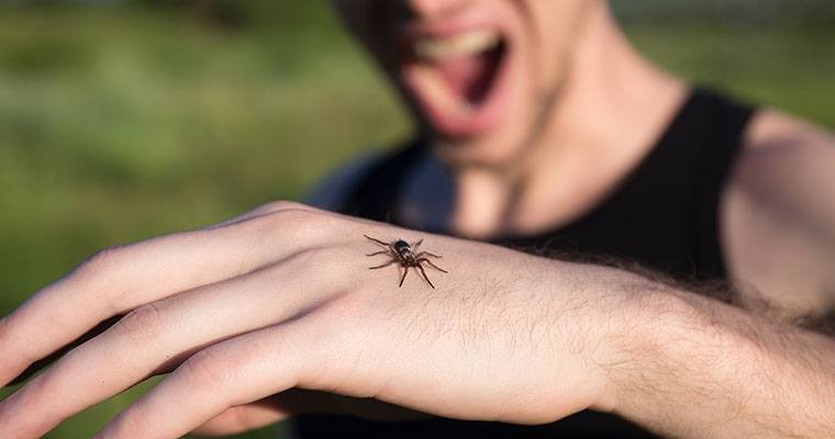 picada de aranha