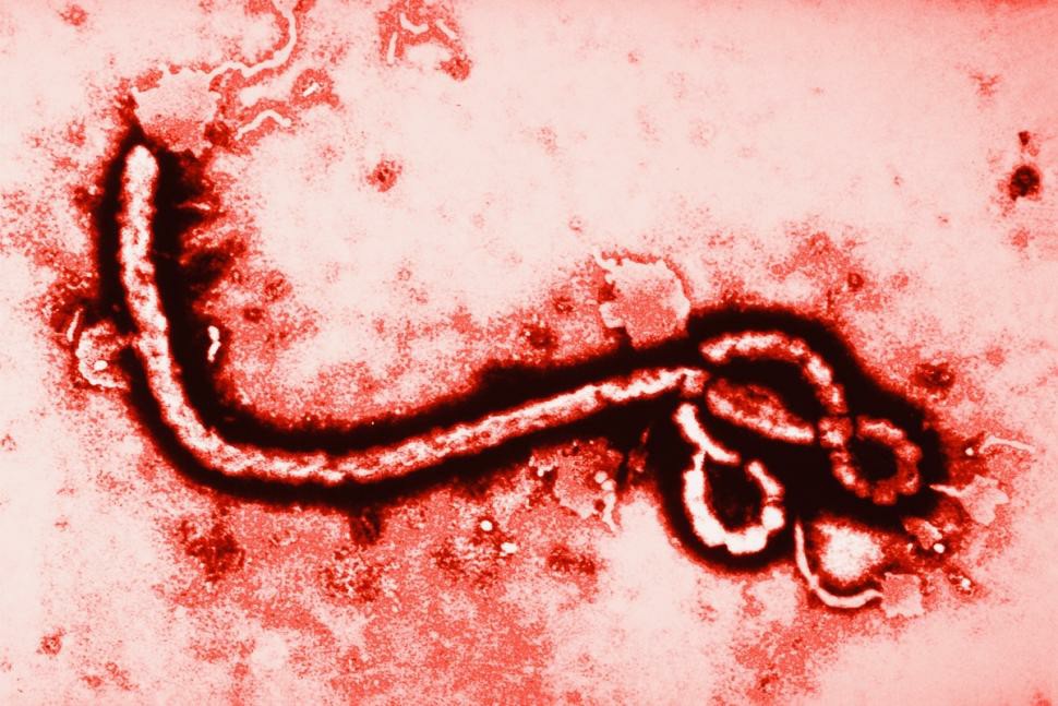 virus ebola