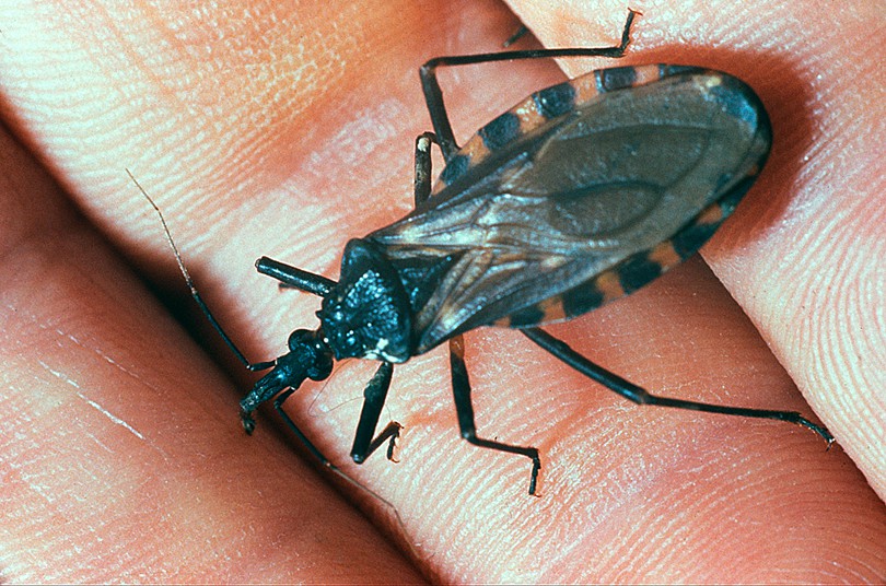 Principais Sintomas da Doença de Chagas