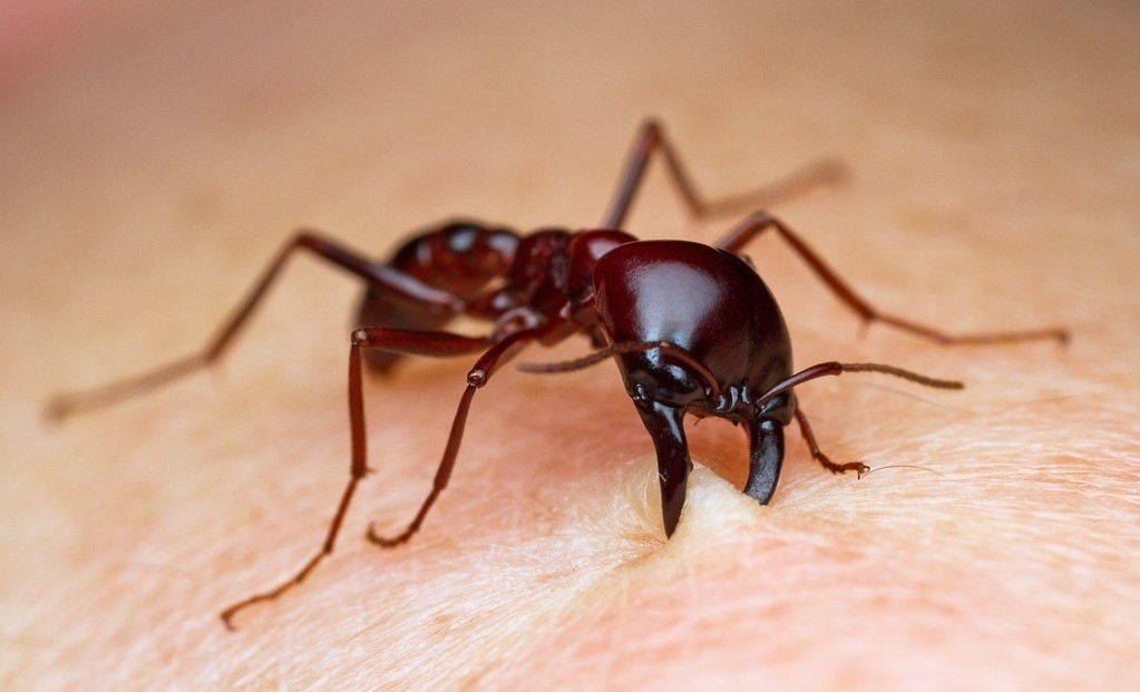 Remédios Caseiros Para Tratar Picada de Formigas