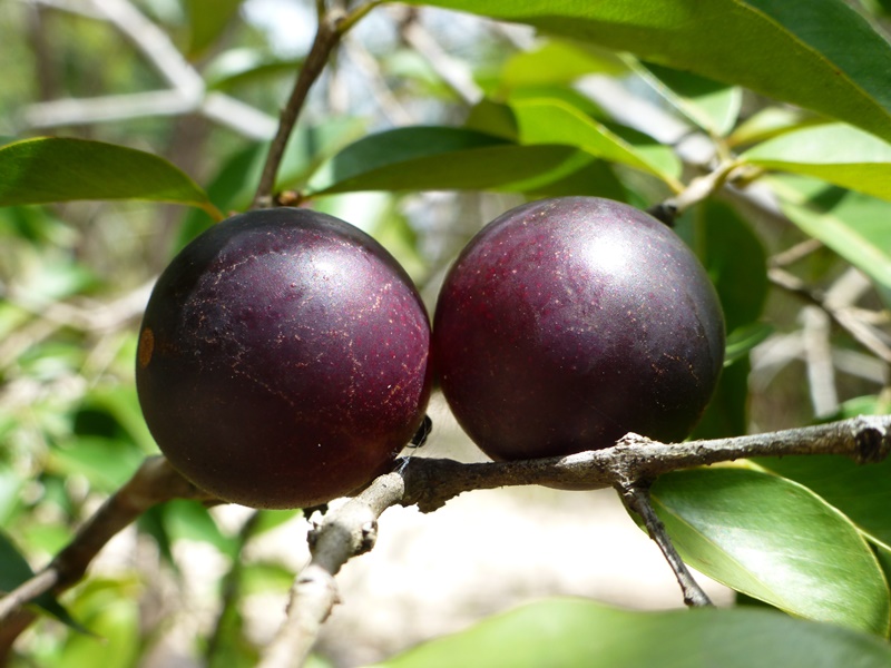 Benefícios do Camu Camu