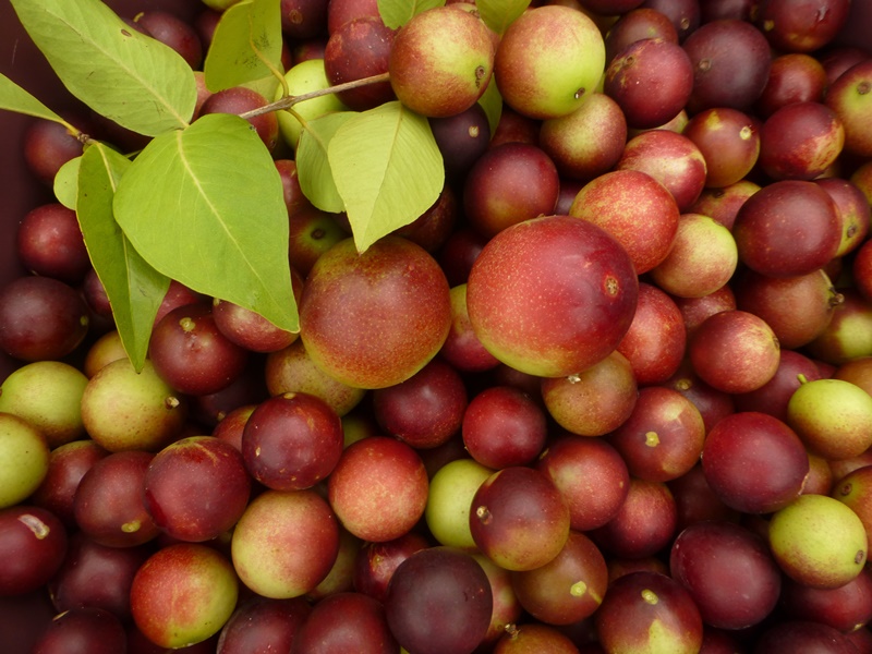 Benefícios do Camu Camu para saúde