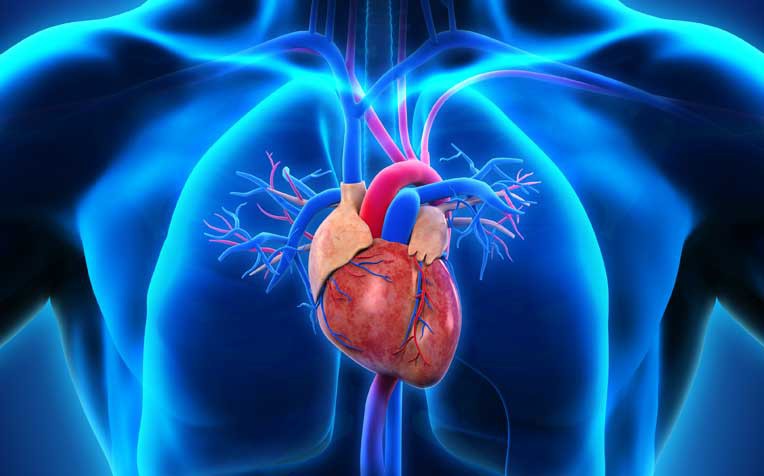 Principais Fatores de Risco Para Cardiomiopatia