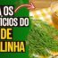Chá de cavalinha