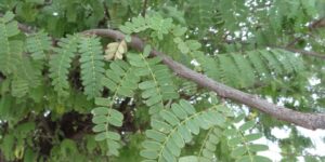 Folhas de Tamarindo Para Saúde