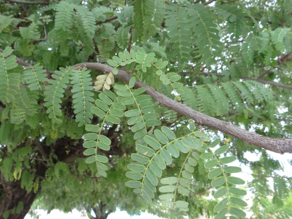 Folhas de Tamarindo Para Saúde