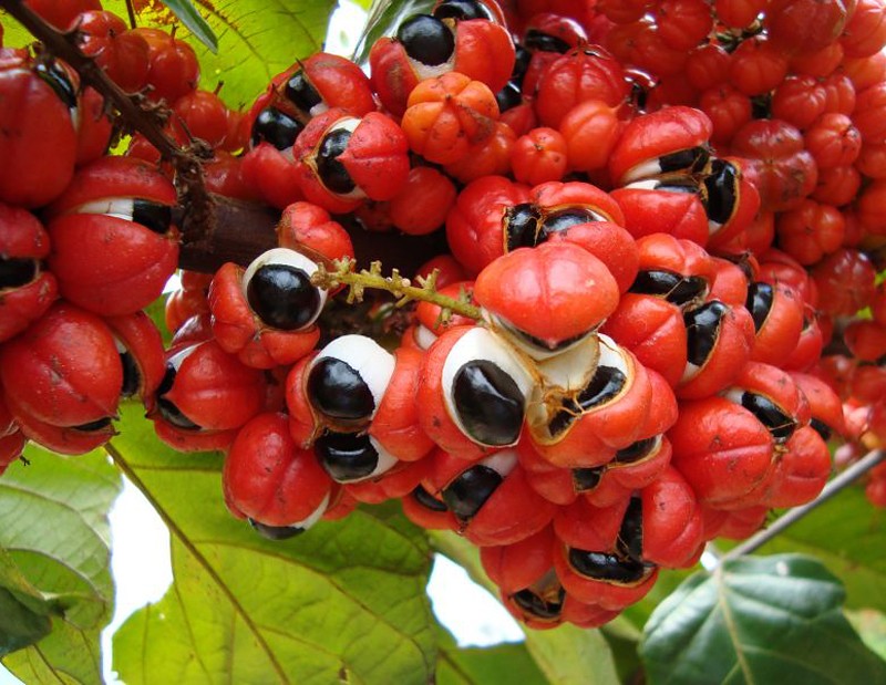 Benefícios do Guaraná em Pó