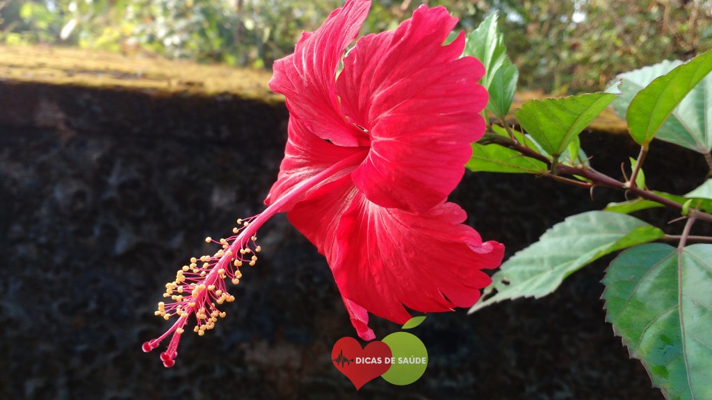 Hibisco
