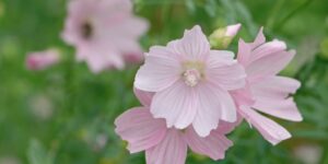 Malva Alcea