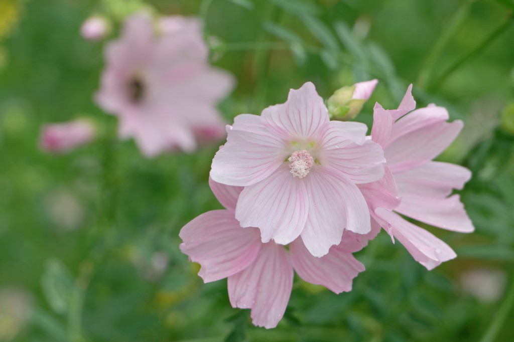 Malva Alcea