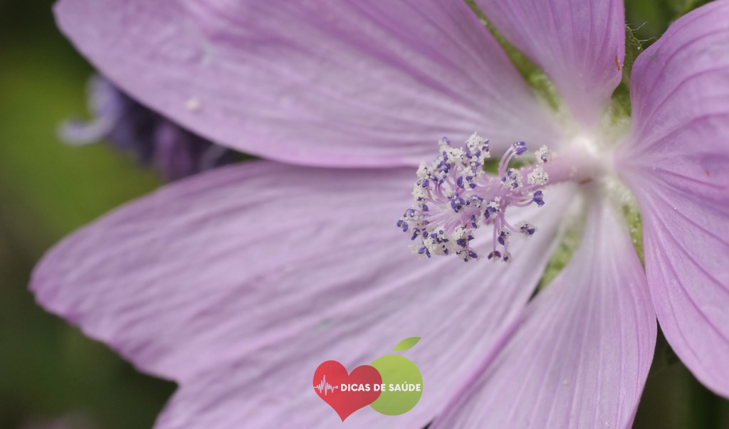 Malva Moschata