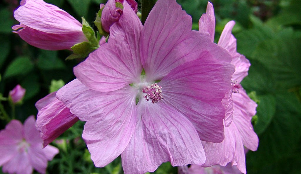 Malva Moschata