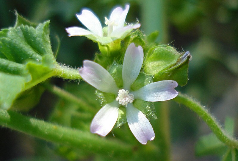 Malva Parviflora