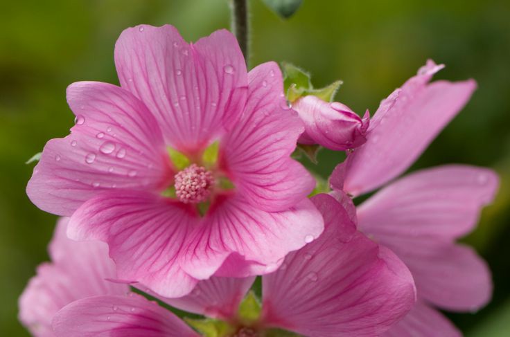 Benefícios da Malva Rosa