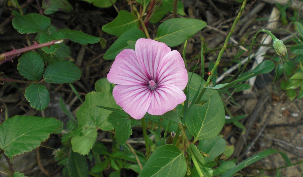 Benefícios da Malva Rosa