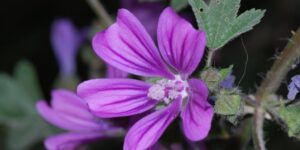 Malva Sylvestris