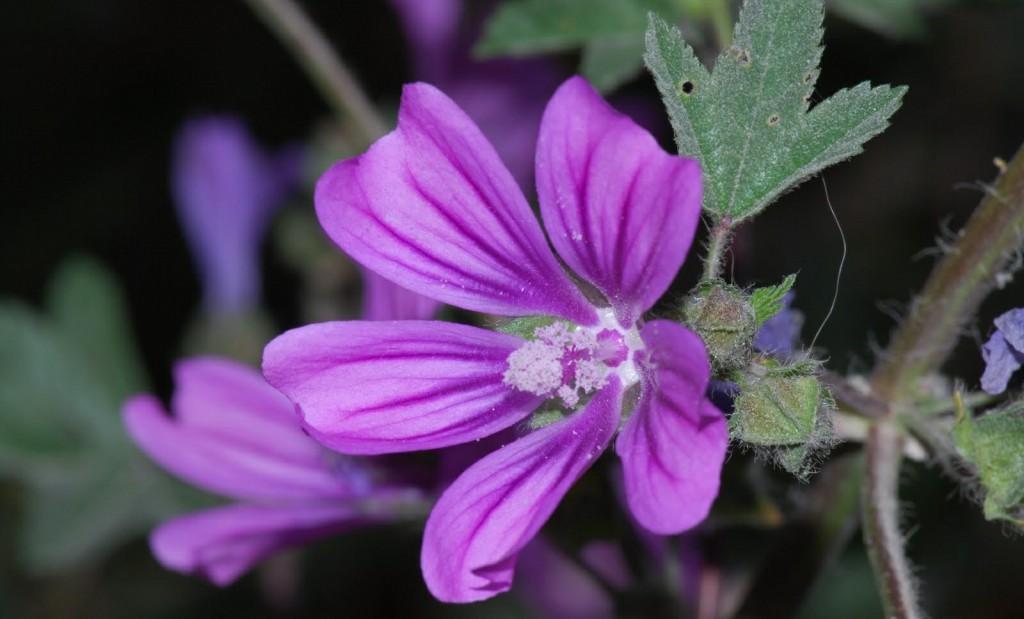 Malva Sylvestris