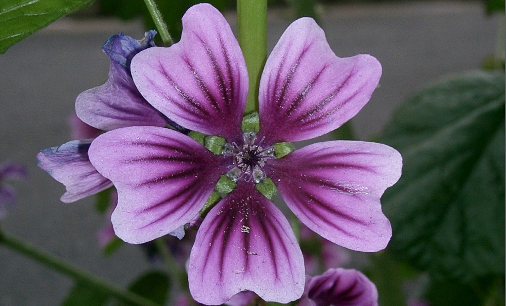 Malva Sylvestris