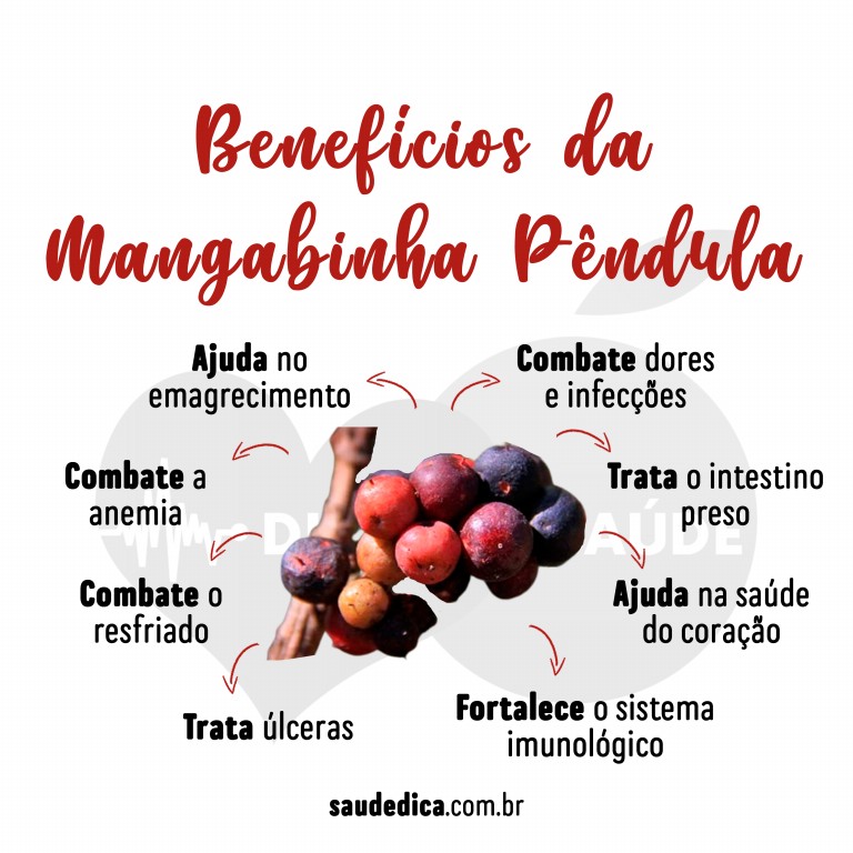 Benefícios da Mangabinha para saúde