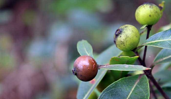 Benefícios do Marmelinho do Campo para saúde