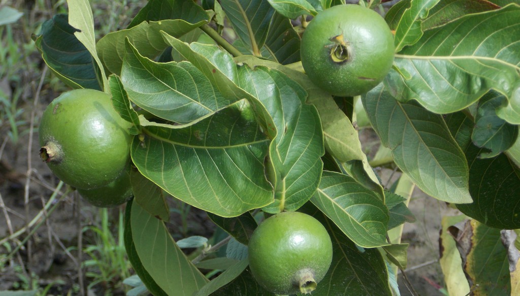 Marmelinho do Campo