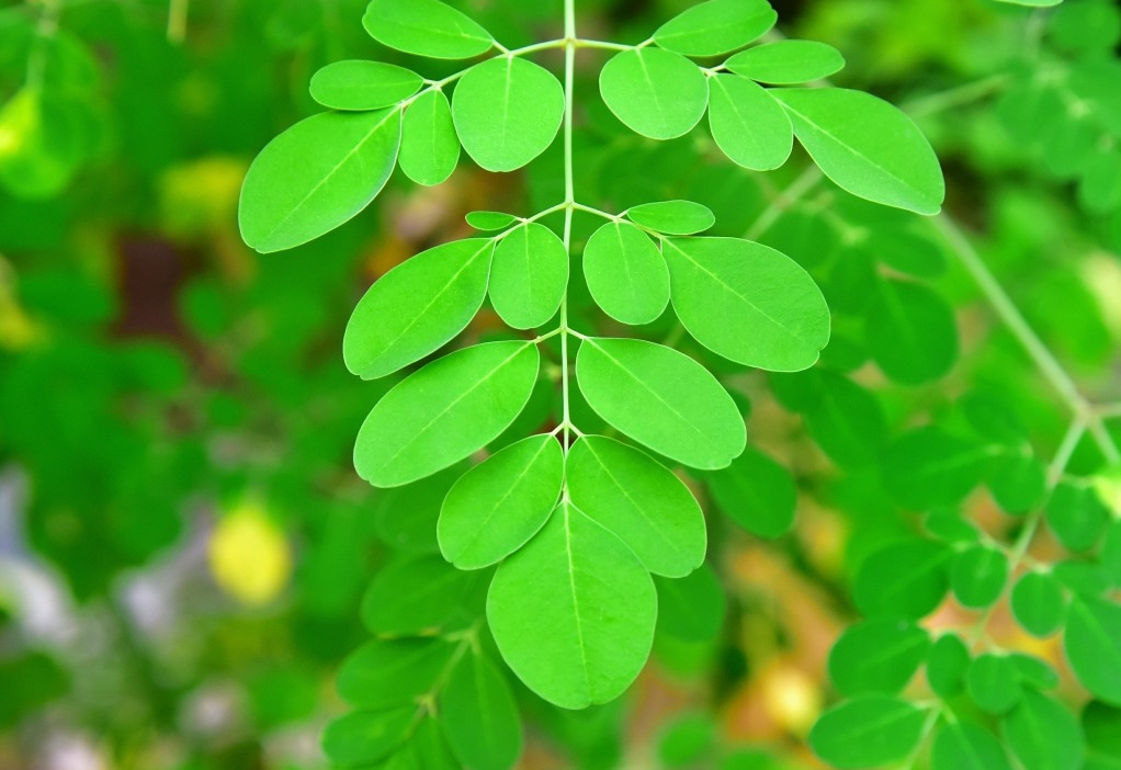 Benefícios da Moringa Para Saúde!