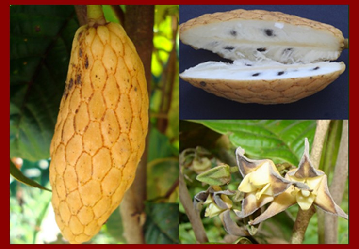 Os Benefícios da Pinha Banana Para Saúde