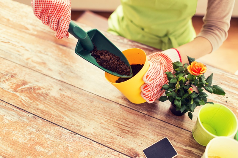 Plantas Domésticas Para Saúde