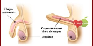 Sintomas da Disfunção Erétil