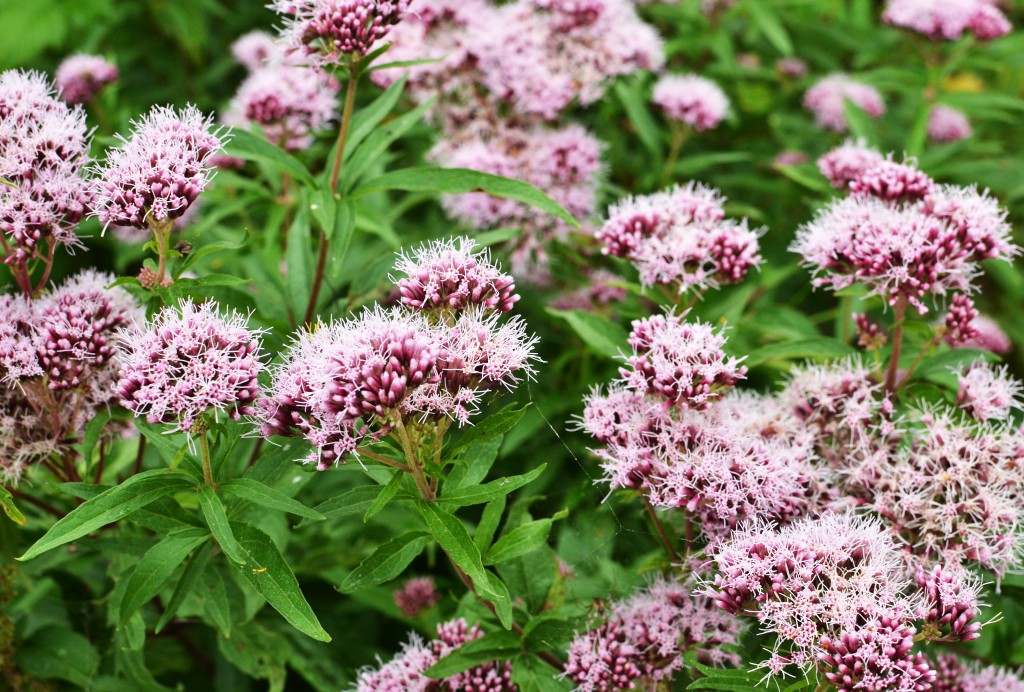 Os Benefícios da Valeriana