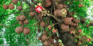 Abricó de Macaco