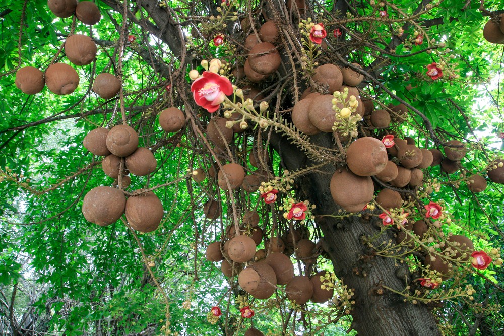 Abricó de Macaco